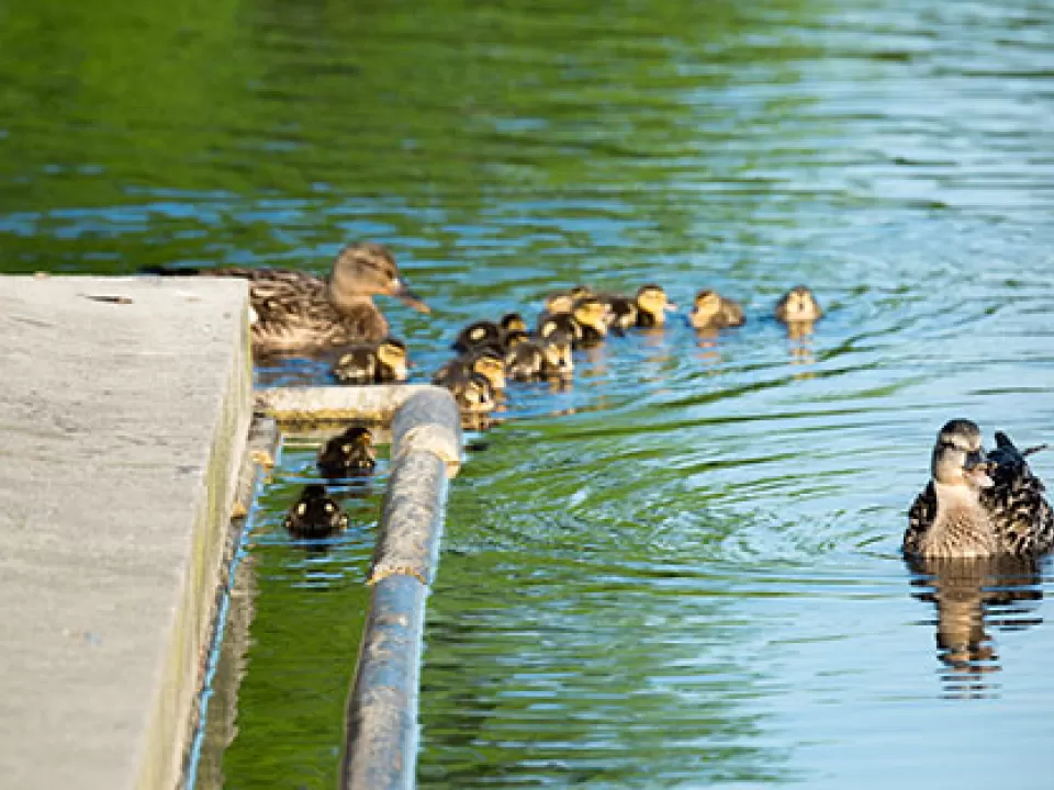 Ducklings seen on the water of the Capitol Reflecting Pool in Washington, D.C.