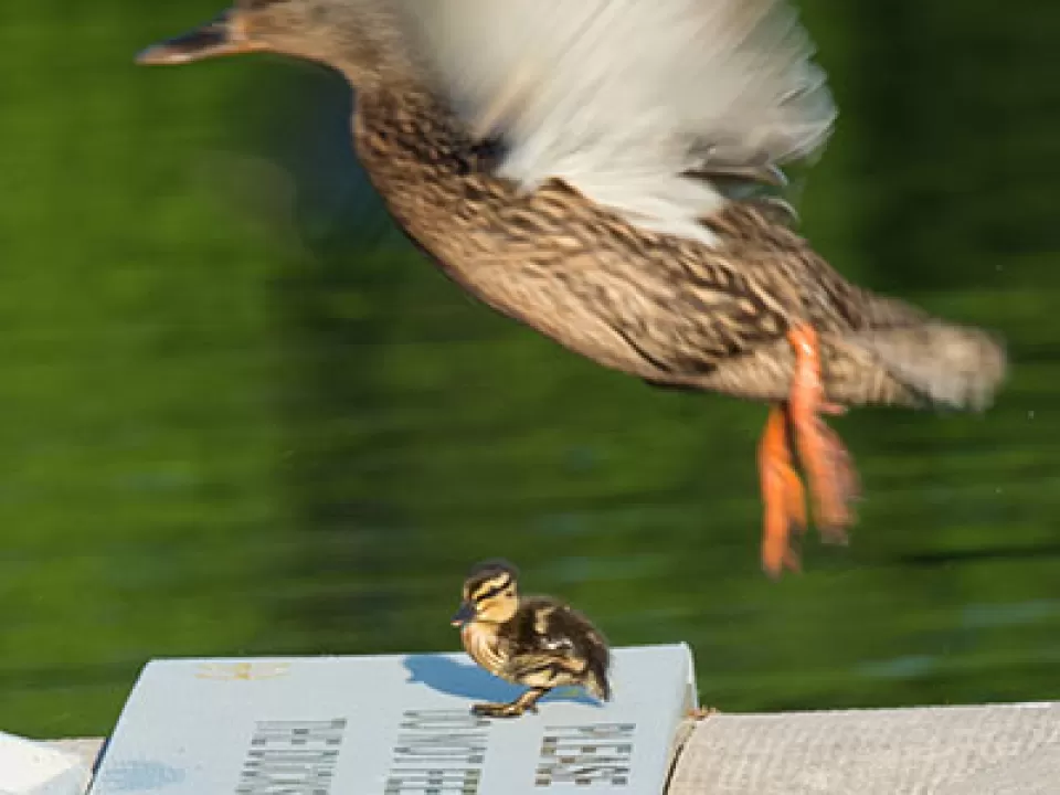 A duckling is spotted using the Capitol Reflecting Pool duck ramp with a duck overhead.