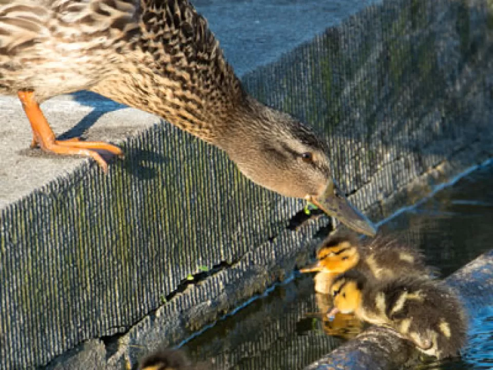 A duck brood at the edge of the Capitol Reflecting Pool in Washington, D.C.