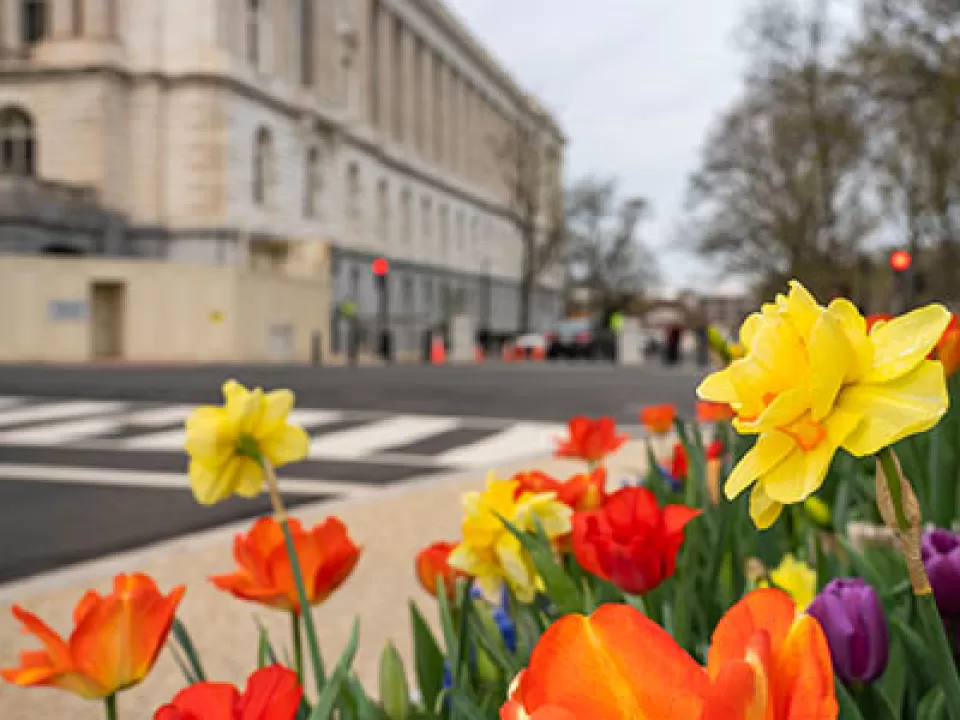 Spring flowers on the U.S. Capitol Grounds.