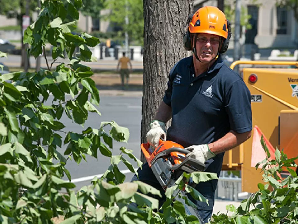 An AOC Capitol Grounds Arborist prunes a tree on Capitol Square.