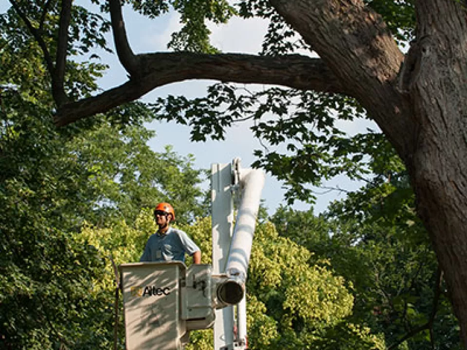 An Architect of the Capitol Arborist among the trees of Capitol Grounds.