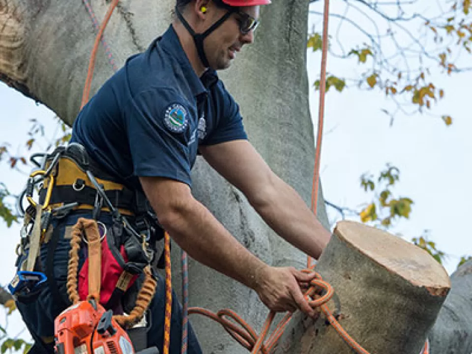 An Architect of the Capitol Arborist caring for a tree on the U.S. Capitol Grounds.