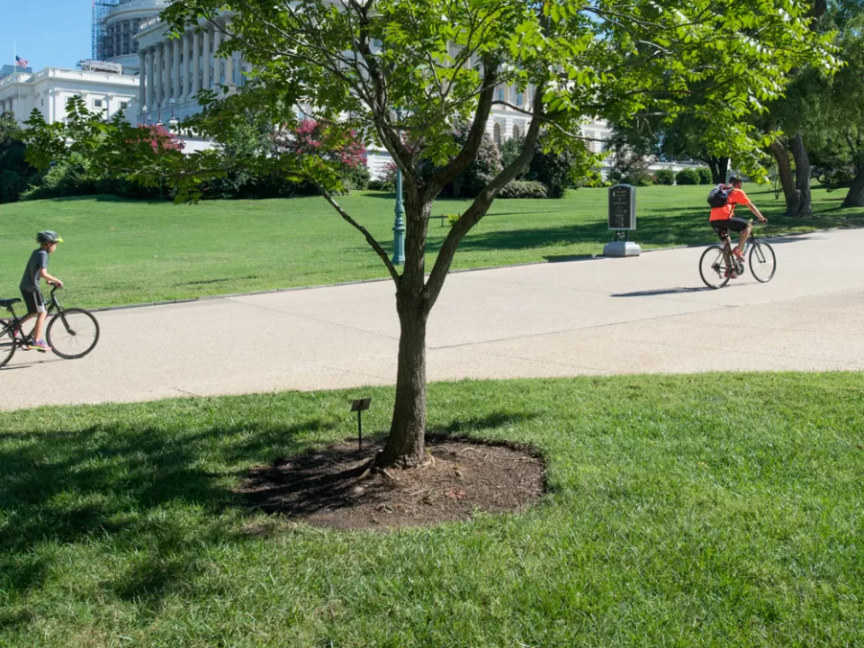 The Wangari Maathai tree on U.S. Capitol Grounds in summer.