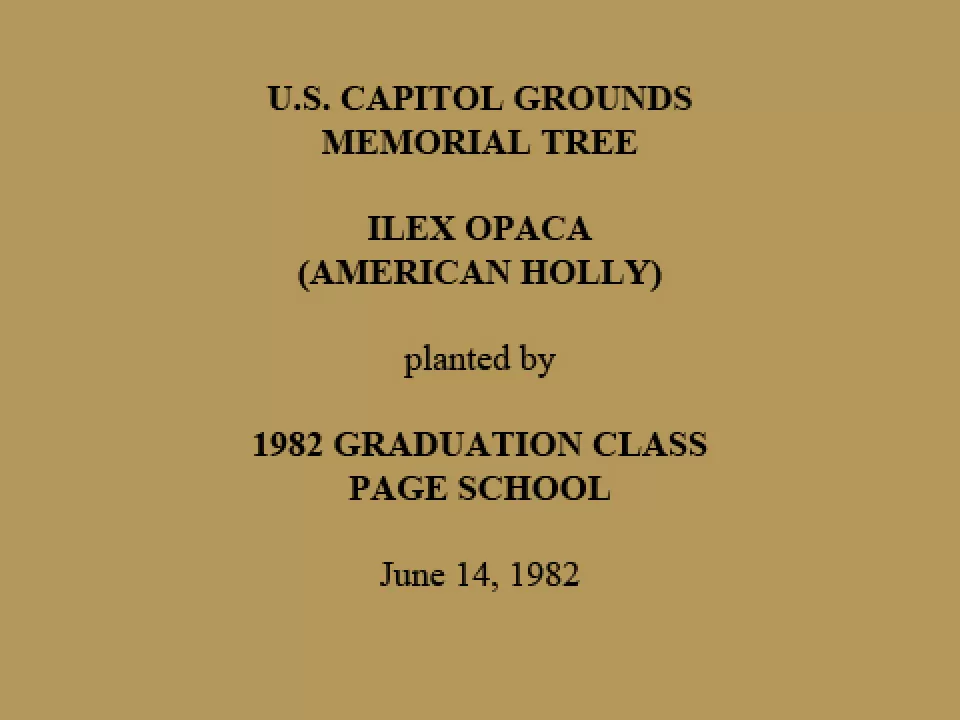 U.S. Capitol Grounds Memorial Tree   Ilex Opaca  (American Holly)   planted by   1982 Graduation Class  Page School   June 14, 1982