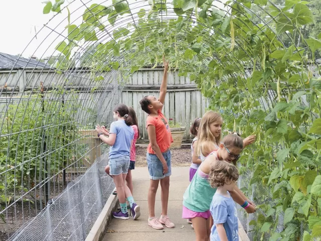 Children pick beans in the Bruno Vegetable Garden at Birmingham Botanical Gardens in Alabama.