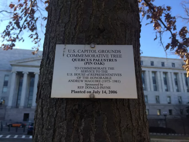Plaque that reads: U.S. Capitol Grounds Memorial Tree   Quercus palustrus (Pin Oak)   To Commemorate the  Service to the  U.S. House of Representatives  of the Honorable  Andrew Maguire (1975-1981)   Sponsored by Rep. Donald Payne   Planted on July 14, 2006