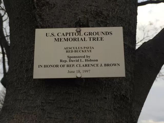 Plaque that reads: U.S. Capitol Grounds Memorial Tree  Aesculus pavia (Red Buckeye)  sponsored by Rep. David L. Hobson  In Honor of Rep. Clarence J. Brown  June 18, 1997