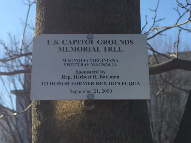 Plaque that reads: U.S. Capitol Grounds Memorial Tree  Magnolia virginiana (Sweetbay Magnolia)  Sponsored by Rep. Herbert H. Bateman  To Honor Former Rep. Don Fuqua  September 21, 2000