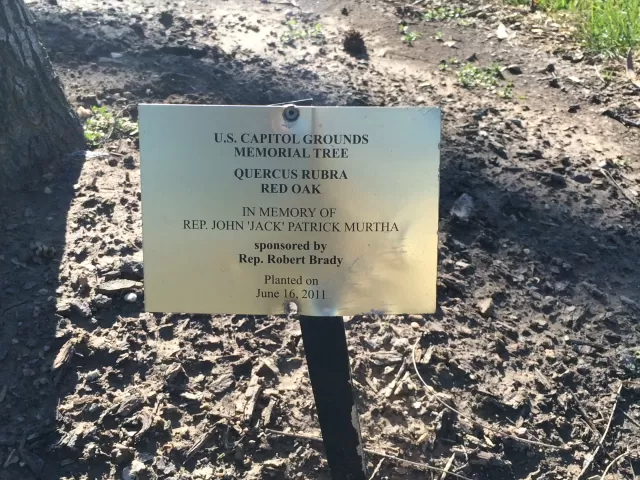 Plaque that reads: U.S. Capitol Grounds Memorial Tree  Quercus rubra (Red Oak)  In Memory of Rep. John ‘Jack’ Patrick Murtha  sponsored by Rep. Robert Brady  Planted on June 16, 2011
