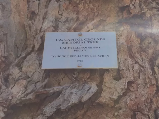 Plaque that reads: U.S. Capitol Grounds Memorial Tree  Carya illoinensis (Pecan)  To Honor Rep. James L. Slayden  1918