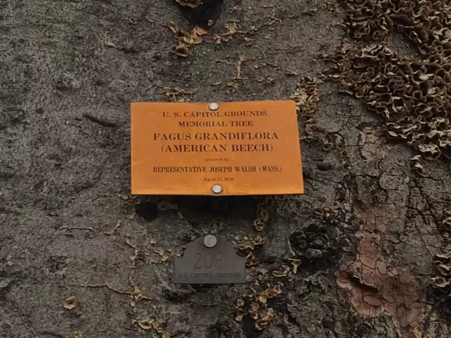 Plaque that reads: U.S. Capitol Grounds Memorial Tree  Fagus grandiflora (American Beech)  planted by  Representative Joseph Walsh (Mass.)  April 15, 1920