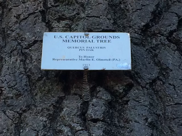 Plaque that reads: U.S. Capitol Grounds Memorial Tree  Quercus palustris (Pin Oak)  To Honor Representative Marlin E. Olmsted (Pa.)  1913