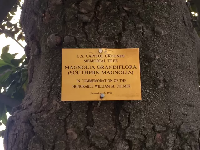 Plaque that reads: U.S. Capitol Grounds Memorial Tree  Magnolia grandiflora (Southern Magnolia)  In Commemoration of the Honorable William M. Colmer  December 15, 1980