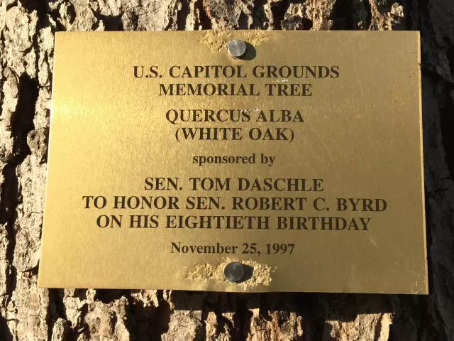 Plaque that reads: U.S. Capitol Grounds  Memorial Tree   Quercus alba  (White Oak)   sponsored by  Sen. Tom Daschle   To Honor Sen. Robert C. Byrd  on His Eightieth Birthday   November 25, 1997