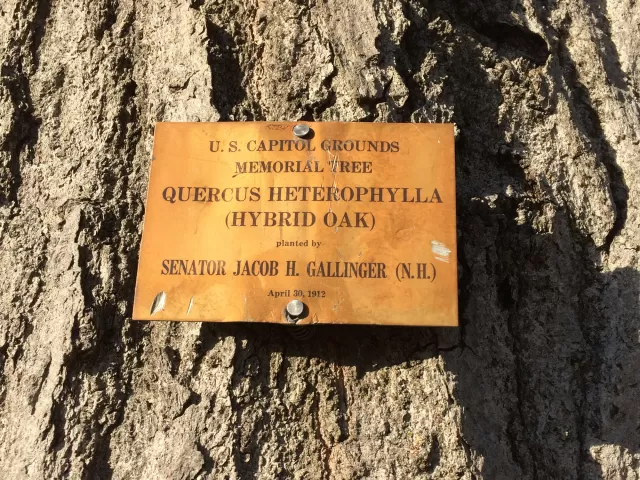 Plaque that reads: U.S. Capitol Grounds  Memorial Tree   Quercus heterophylla  (Hybrid Oak)   planted by  Senator Jacob H. Gallinger (N.H.)   April 30, 1912