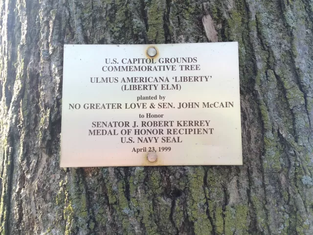 Plaque that reads: U.S. Capitol Grounds Memorial Tree  Ulmus americana 'liberty' (Liberty Elm)  planted by NO GREATER LOVE & SEN. JOHN McCAIN  to honor Senator J. Robert Kerrey Medal of Honor Recipient U.S. Navy Seal  April 23, 1999