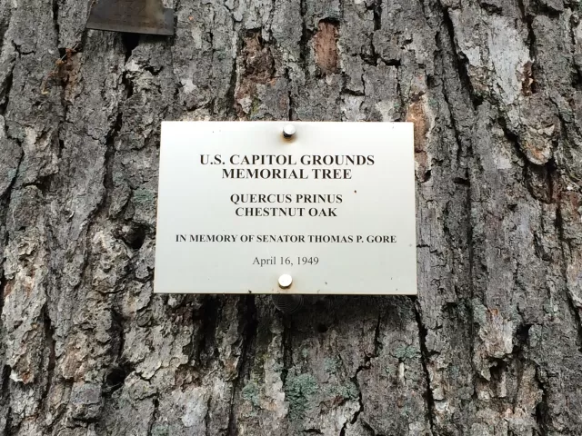 Plaque that reads: U.S. Capitol Grounds  Memorial Tree   Quercus prinus  Chestnut Oak   In Memory of Senator Thomas P. Gore   April 16, 1949