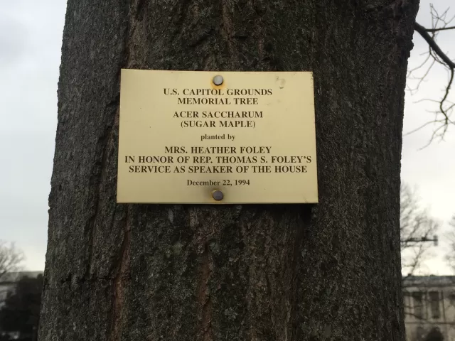 Plaque that reads: U.S. Capitol Grounds Memorial Tree  Acer saccharum (Sugar Maple)  planted by  Mrs. Heather Foley In Honor of Rep. Thomas S. Foley’s Service as Speaker of the House  December 22, 1994