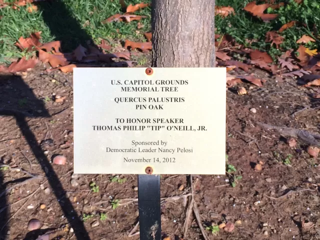 Plaque that reads: U.S. Capitol Grounds Memorial Tree   Quercus palustris  (Pin Oak)   To Honor Speaker  Thomas Philip "Tip" O'Neill, Jr.   sponsored by  Democratic Leader Nancy Pelosi   November 14, 2012