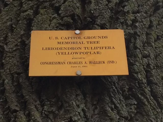 Plaque that reads: U.S. Capitol Grounds Memorial Tree  Liriodendron tulipifera (Yellow poplar)  planted by  Congressman Charles A. Halleck (Ind.)  June 11, 1961