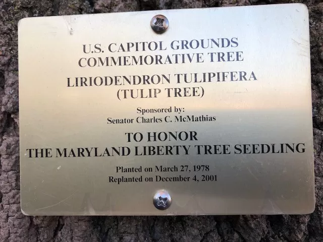 U.S. Capitol Grounds Commemorative Tree. Liriodendron tulipfera (Tulip Tree). Sponsored by: Senator Charles C. McMathias. To Honor the Maryland Liberty Tree Seedling. Planted on March 27, 1978. Replanted on December 4, 2001.