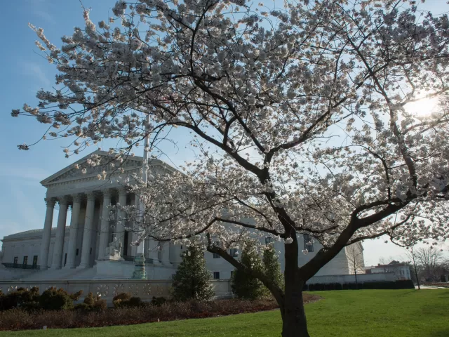 Cherry blossoms at the Supreme Court Building in Washington, D.C.