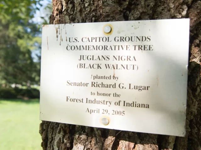 U.S. Capitol Grounds  Commemorative Tree   Juglans nigra  (Black Walnut)   planted by  Senator Richard G. Lugar   to honor the  Forest Industry of Indiana   April 29, 2005