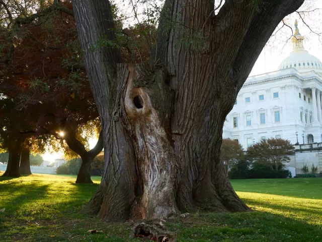 View of a pagoda tree on the north side of the U.S. Capitol.