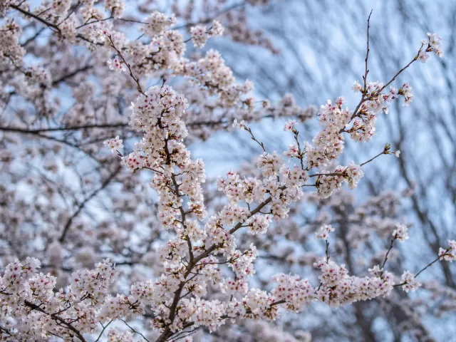 Cherry blossoms on the U.S. Capitol campus.