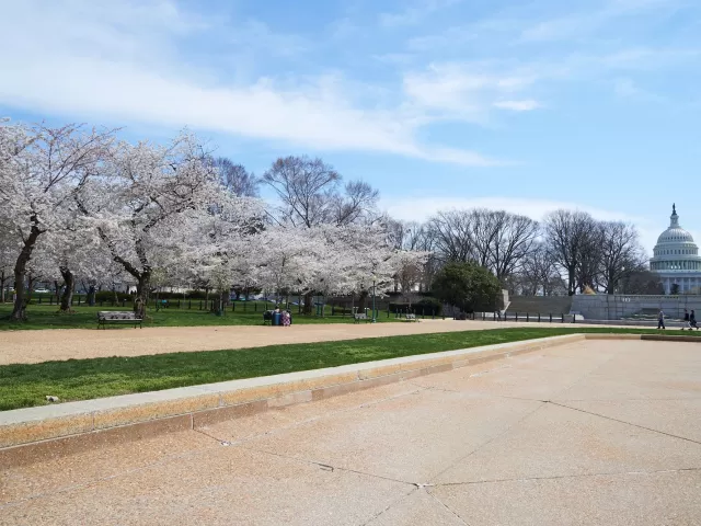 View of the Lower Senate Fountain Cherry Trees.