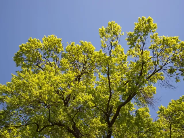 Leaves and sky.