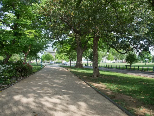 Path in trees.