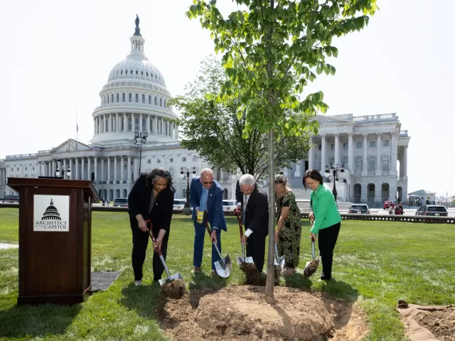 People holding shovels around a tree.