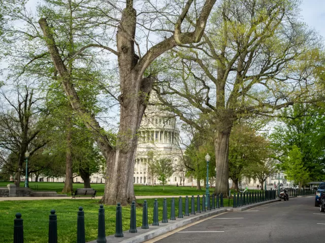 A tree on the U.S. Capitol campus.