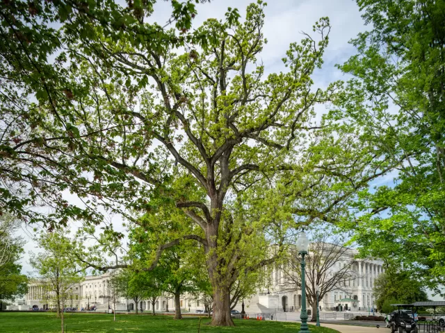 A tree on the U.S. Capitol campus.