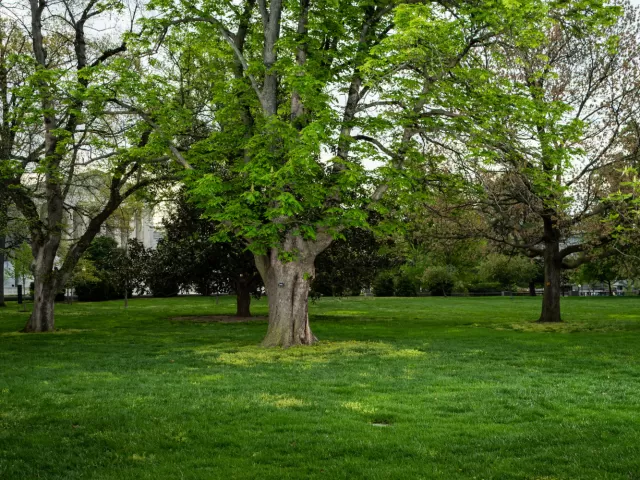 The tree in April 2024.