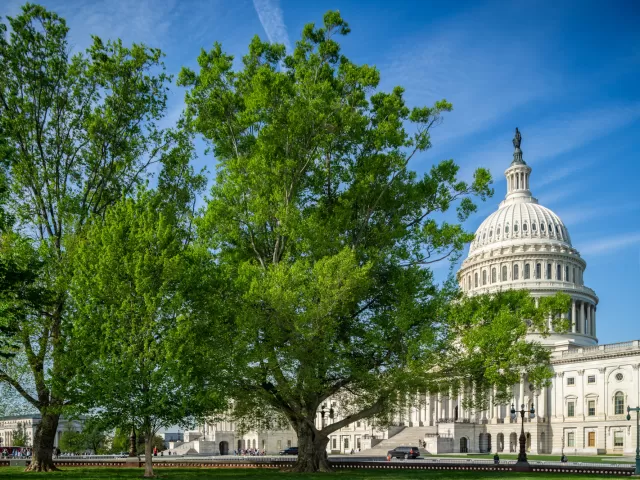 A tree with the U.S. Capitol in the background.