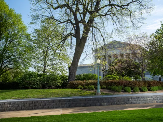 A tree on the U.S. Capitol campus.