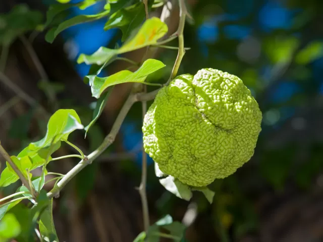 The fruit of an Osage orange tree.