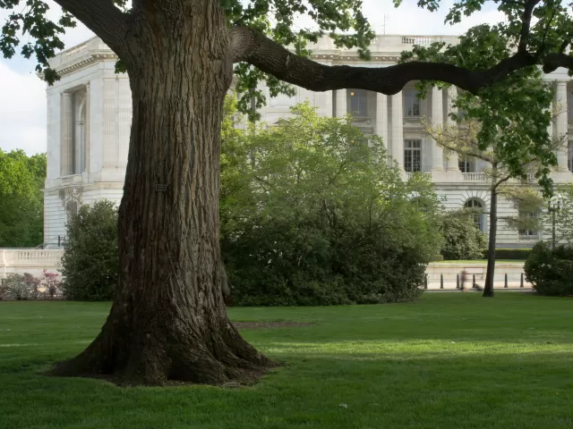 A tree on the U.S. Capitol campus.