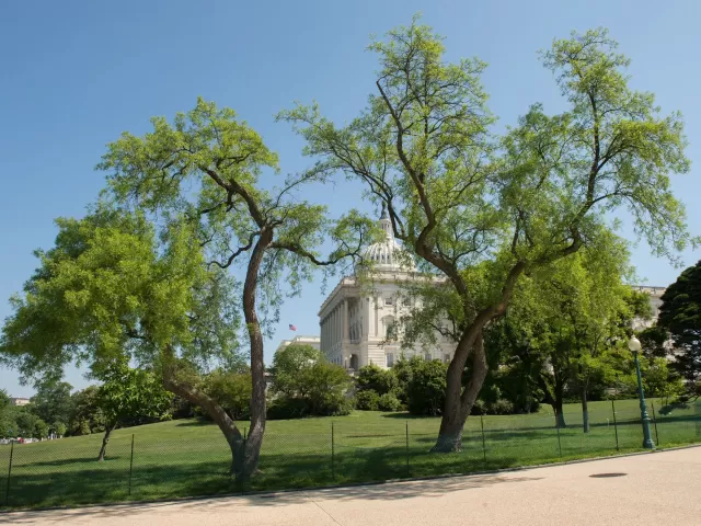 Two trees on the U.S. Capitol campus.