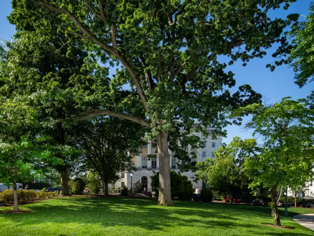 A tree on the U.S. Capitol campus.