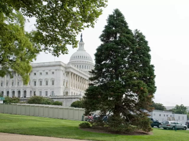 Giant Sequoia with the U.S. Capitol in the background.