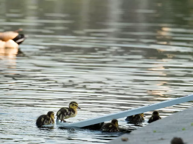 Ducklings using the special duck ramps at the Capitol Reflecting Pool.