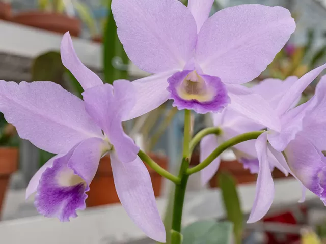 This donated orchid adds to the rich heritage and importance of the U.S. Botanic Garden's collection.