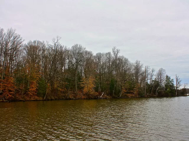 Trees lining a body of water.