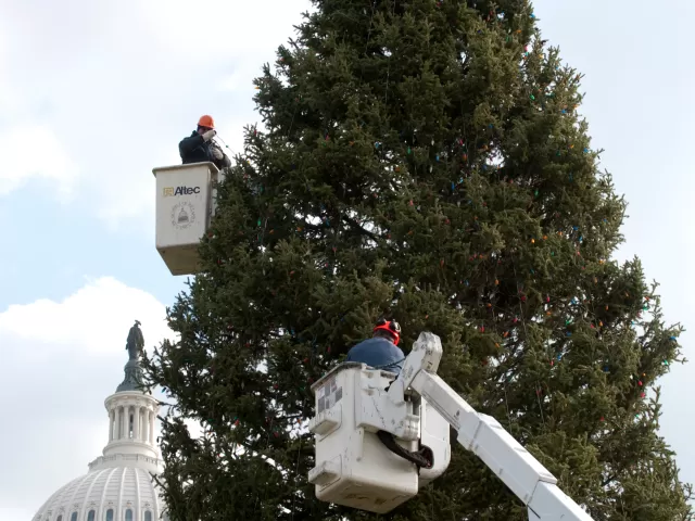 People working on a tree.