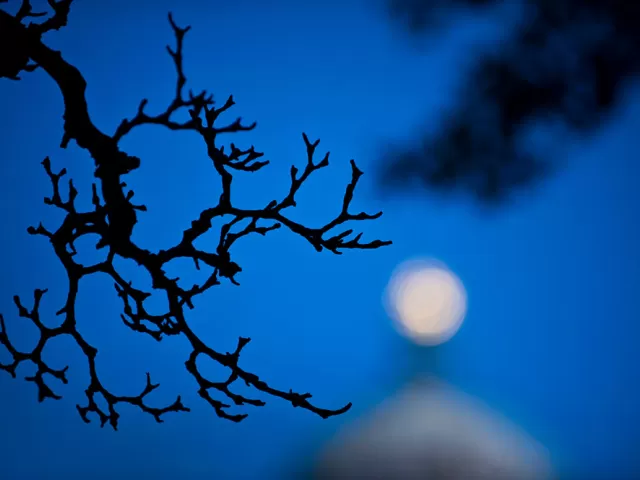 Capitol Dome out of focus, branch in foreground.