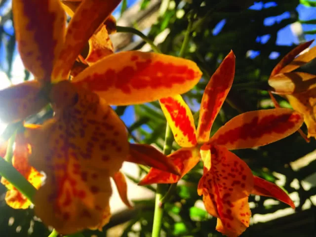 Epicatanthe Volcano Trick Orange Fire Orchid